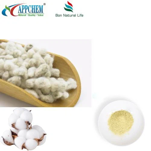 Extrato de semente de algodão em pó