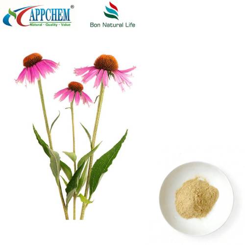 Pó de extrato de Echinacea Purpurea
