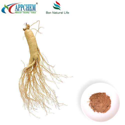 Pó de extrato de Panax Ginseng
