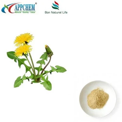 Flavonóides em pó de extrato de dente de leão