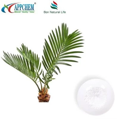 Extrato de Saw Palmetto em Pó